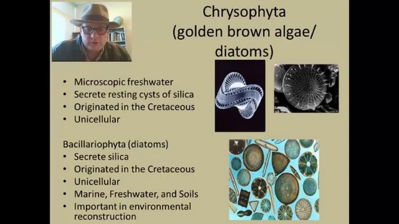 chrysophyta.jpg