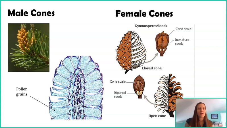 cones.jpg