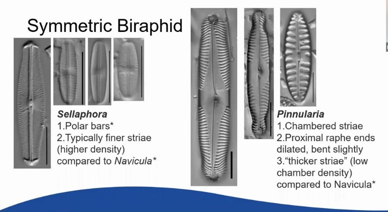 Diatoms101f.jpg