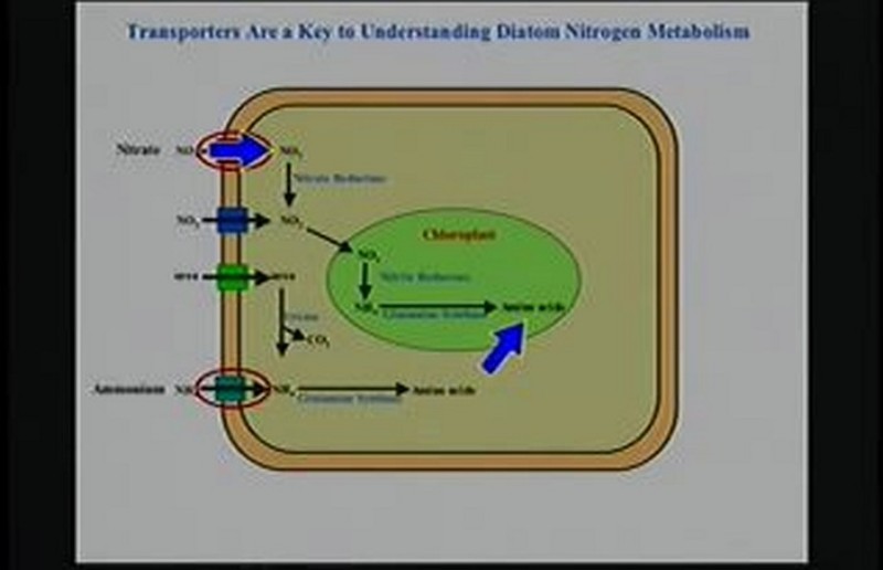 diatomsnitrogen.jpg