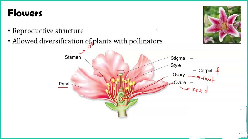 flowers.jpg