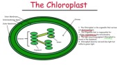 chloroplasts3.jpg