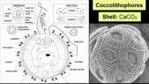 coccolithophores.jpg