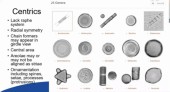 Diatoms1018.jpg