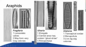 Diatoms101a.jpg