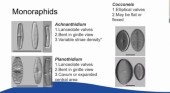 Diatoms101c.jpg