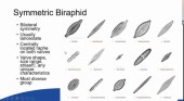 Diatoms101d.jpg