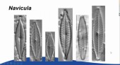 Diatoms101e.jpg