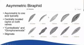 Diatoms101g.jpg