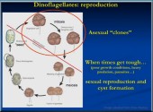 dinoreproduction.jpg
