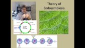 endosymbiose.jpg