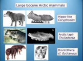 eocenemammals.jpg