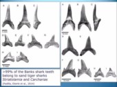 eocenesharkteeth.jpg