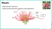 flowers.jpg