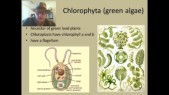 chlorophyta.jpg