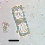diatom2